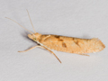 Ypsolopha sylvella
